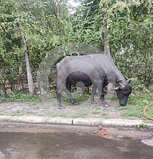 Indina buffaloes fun with roadside