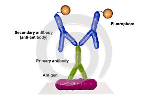 Indirect immunofluorescent reaction RIF