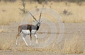 Indische Antilope, Blackbuck, Antilope cervicapra