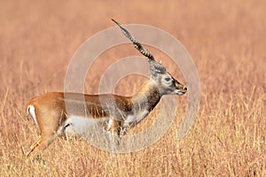 Indische Antilope, Blackbuck, Antilope cervicapra