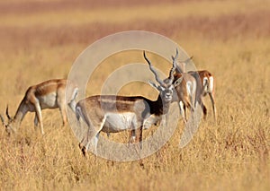 Indische Antilope, Blackbuck, Antilope cervicapra photo