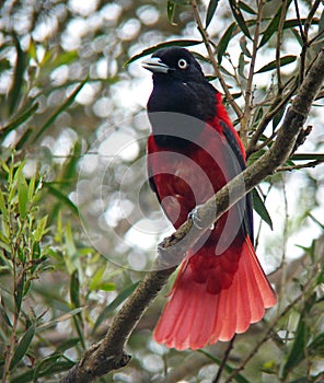 Indische Bloedwielewaal,  Maroon Oriole, Oriolus traillii