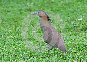 Indische Kwak, Malayan Night-Heron, Gorsachius melanolophus
