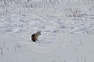 Coyote standing in winter snow in Yellowstone National Park