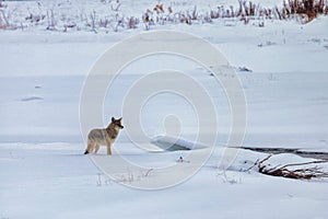 Coyote standing in winter snow in Yellowstone National Park