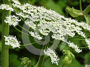 Individual flower florets on end of rays of Giant Hogweed plant