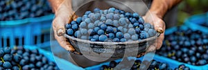 Individual holding a bowl of blueberries, a seedless fruit