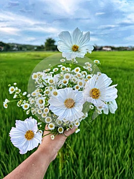 An individual is holding a cluster of white flowers, including a large daisy.