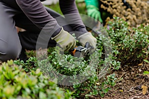 individual kneeling to prune lowlying shrubbery with a hand pruner
