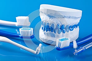 Individual plaster dental molds and toothbrushes