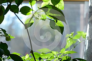 Individual Red Chile Pepper flower growing on Pepper Plant