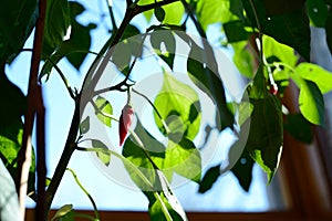 Individual Red Chile Pepper growing on Pepper Plant