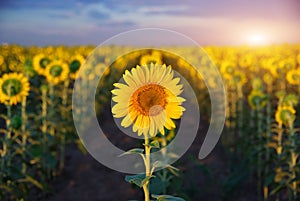 Individual sunflower.