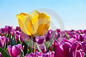 A single yellow tulip in a field with purple tulips