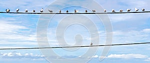 Individuality symbol, think out of the box, independent thinker concept. Group of pigeon birds on a wire. photo