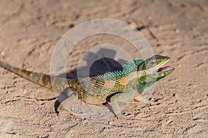 Indo-Chinese forest lizard (Calotes mystaceus) in Bagan, Myanm