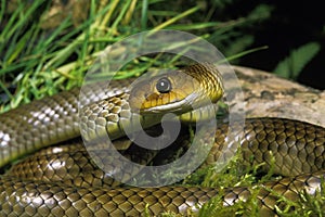 Indo Chinese Rat Snake, ptyas korros