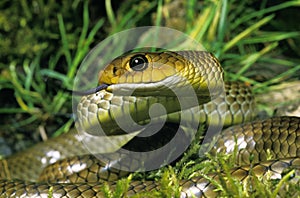 Indo Chinese Rat Snake, ptyas korros, Adult with Tongue out