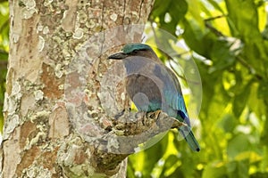 Indo Chinese roller Bird in Kaziranga National park