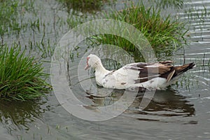 Indo duck swims in the pond