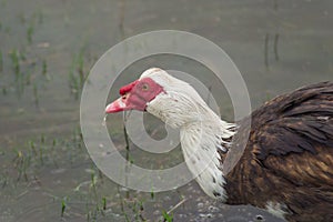 Indo duck swims in the pond