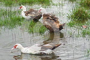 Indo duck swims in the pond