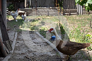 Indo duck. A young indo duck walks in the backyard in the shade