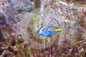 Indo-Pacific Bluetang