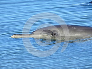 Indo-Pacific Bottlenose Dolphin Eye