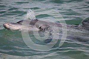 Indo-Pacific bottlenose dolphin in Western Australia