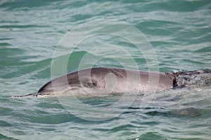 Indo-Pacific bottlenose dolphin in Western Australia