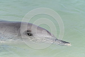 Indo-Pacific bottlenose female dolphin at Shark Bay in Western Australia