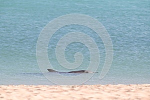 Indo-Pacific bottlenose female dolphin at Shark Bay in Western Australia