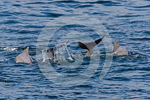 Indo-pacific humpback dolphins sousa chinensis showing tail fin in Musandam, Oman near Khasab in the Fjords jumping in and out