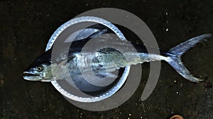 Indo Pacific King Mackerel fish