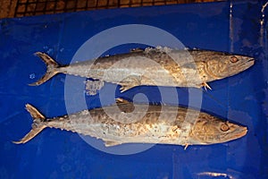 Indo Pacific king Mackerel Fishes for Sale