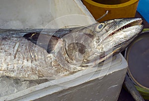 Indo-Pacific King mackerel, Spotted mackerel
