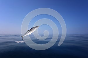 Indo-Pacific king mackerel or Spotted mackerels is jump over the sea to hunt for food