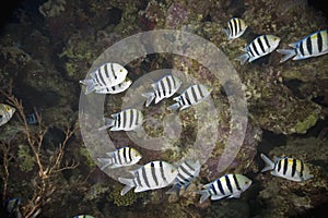 Indo-pacific sergeant (abudefduf vaigiensis)