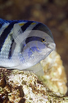 Indo-pacific sergeant (abudefduf vaigiensis)