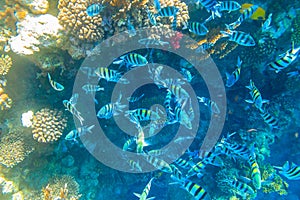 Indo-Pacific sergeant (Abudefduf vaigiensis), also known as Sergeant major on coral reef in the Red sea