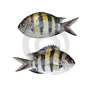 Indo-Pacific sergeant or Abudefduf vaigiensis fish isolated on w