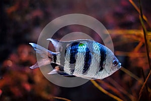 Indo-Pacific sergeant Abudefduf vaigiensis fish