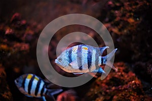 Indo-Pacific sergeant Abudefduf vaigiensis fish