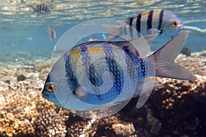 Indo-Pacific sergeant-Abudefduf vaigiensis fish in the sea water