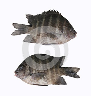 Indo-Pacific sergeant or Abudefduf vaigiensis fish of Tropical sea fish isolated on white background