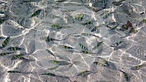 Indo-Pacific sergeant in clear water