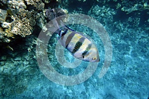 Indo-Pacific sergeant fish closeup in the red sea water