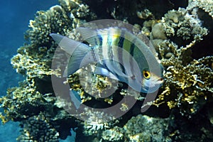 Indo-Pacific sergeant fish closeup in the sea water