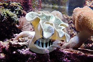 Indo-Pacific sergeant